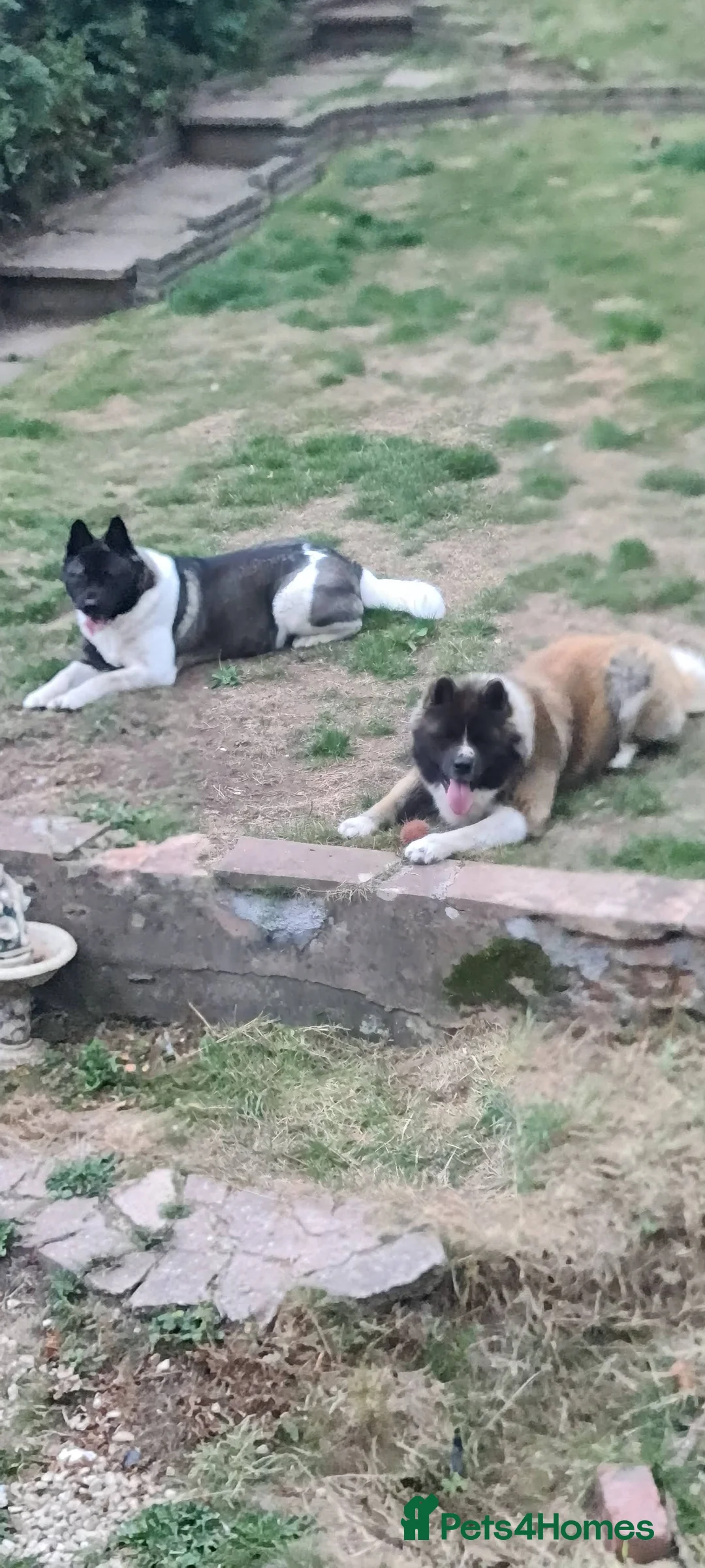 Akita dogs for sale: American akita pair husband/wife - Advert 2