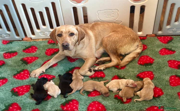 Labrador Retriever dogs - Advert 1