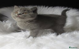 British Shorthair cats for sale: GCCF CHAMPION SIRED BRITISH SHORTHAIR LAST GIRL - Image 3