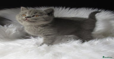 British Shorthair cats - Advert 8