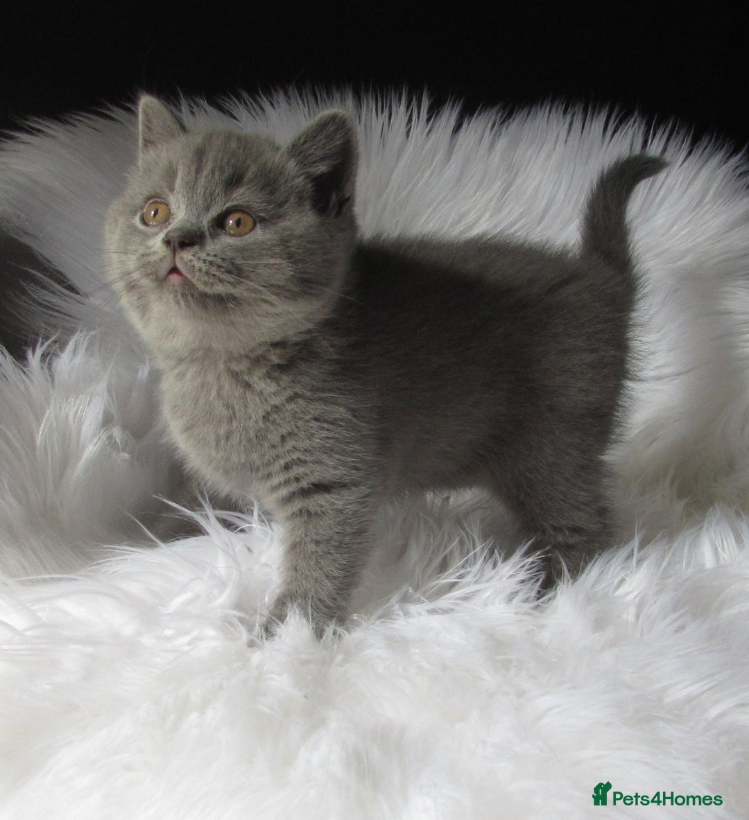 British Shorthair cats for sale: GCCF CHAMPION SIRED BRITISH SHORTHAIR LAST GIRL - Image 3