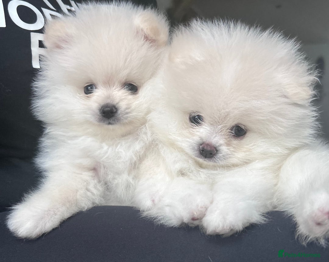 Pomeranian dogs for sale: Adorable White Teddy-Bear Pom Puppies! - Image 37