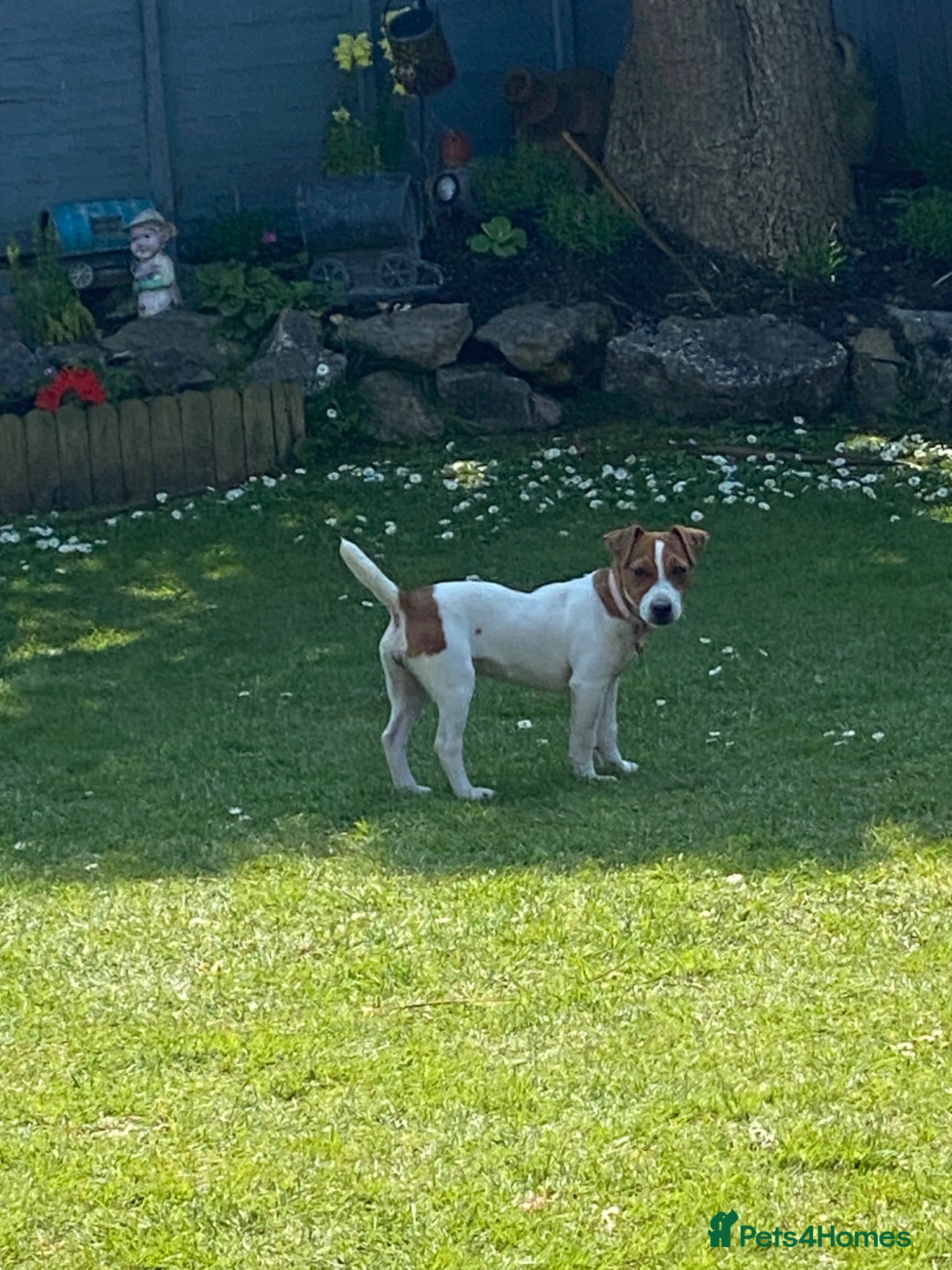 Jack Russell dogs Female Jack Russell - Advert 1