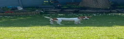 Jack Russell dogs for sale: Female Jack Russell - Advert 1