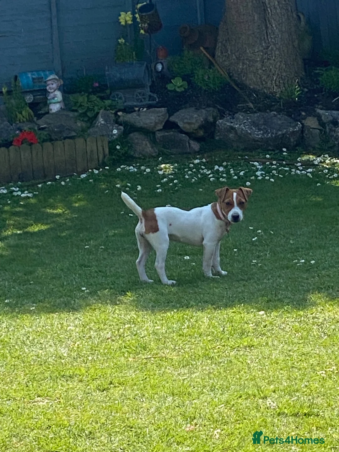 Jack Russell dogs for sale: Female Jack Russell - Advert 1