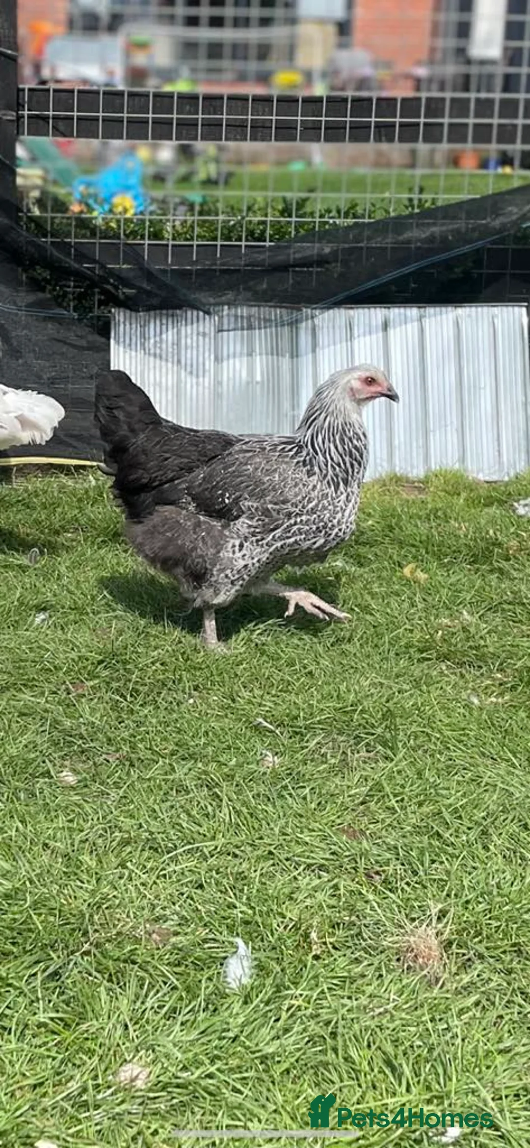 Mixed Breed poultry for sale: Point of lay hens  - Advert 5