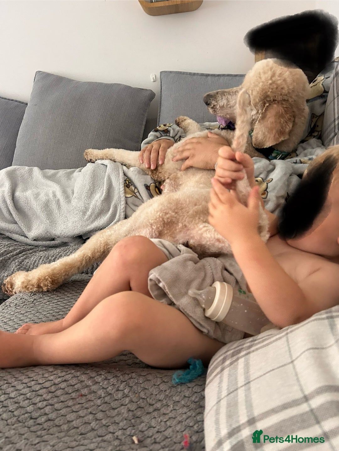 Cavapoo dogs for sale: Pups coming soon (F1) - Image 3