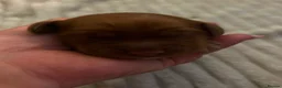 Cocker Spaniel dogs for sale: 2 golden cocker spaniel females - Advert 5