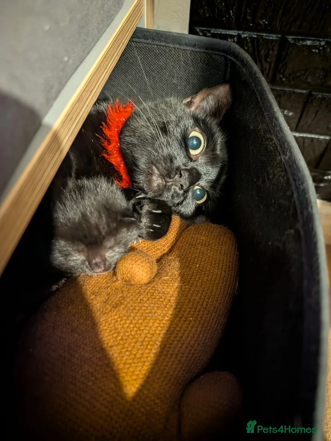 Bombay cats for sale: 🐾 Loving Homes Wanted for 4 Roxy’s Kittens 🐾 - Advert 22