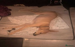 Mixed Breed dogs for sale: Woody - Image 1