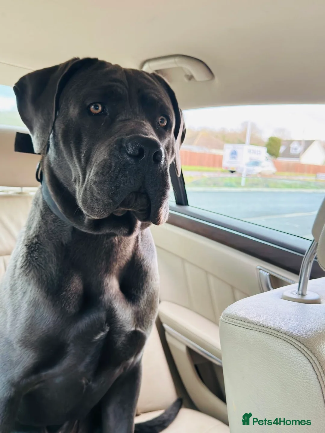 Cane Corso dogs for sale: Rehomeing & selling dog breeders in Oxford - Advert 2