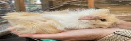 Guinea Pig rodents for sale: Lovely baby guinea pigs  - Advert 2