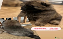 Chow Chow dogs for sale: Stunning CHOW CHOW rare colours 🌪️🍫 KC ✅ 🏆🩸  - Image 16
