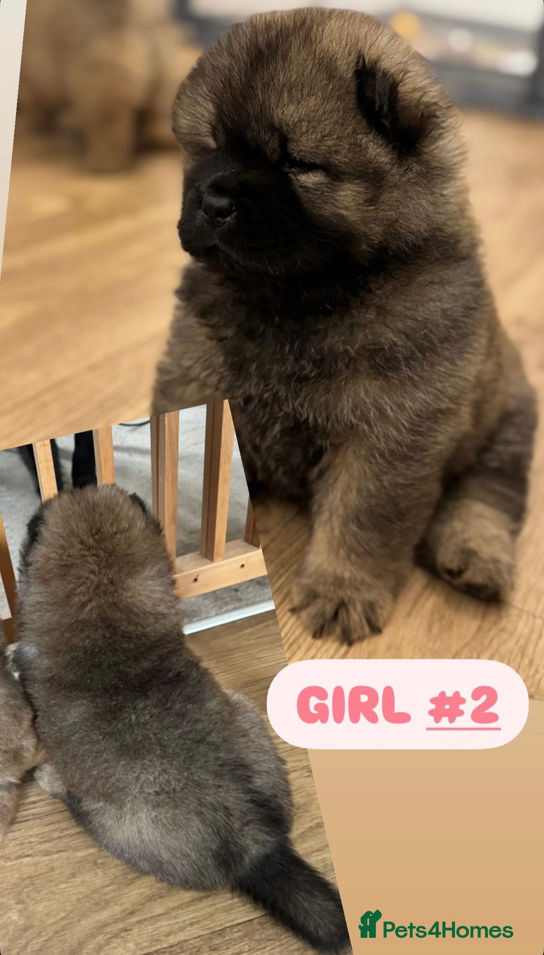 Chow Chow dogs for sale: Stunning CHOW CHOW rare colours 🌪️🍫 KC ✅ 🏆🩸  - Image 16