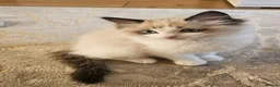 Ragdoll cats for sale: Ragdoll Tica Pedigree kittens - Advert 9