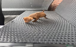 Patterdale Terrier dogs for sale: Patterdale fell terriers  - Image 11