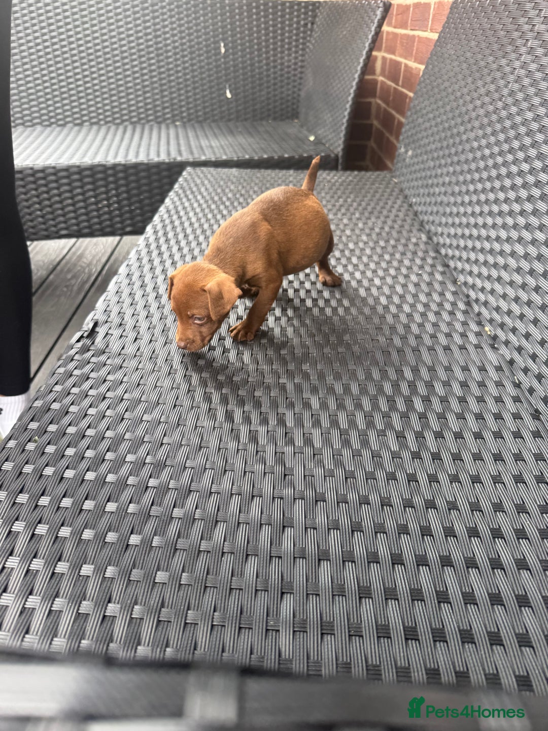 Patterdale Terrier dogs for sale: Patterdale fell terriers  - Image 11
