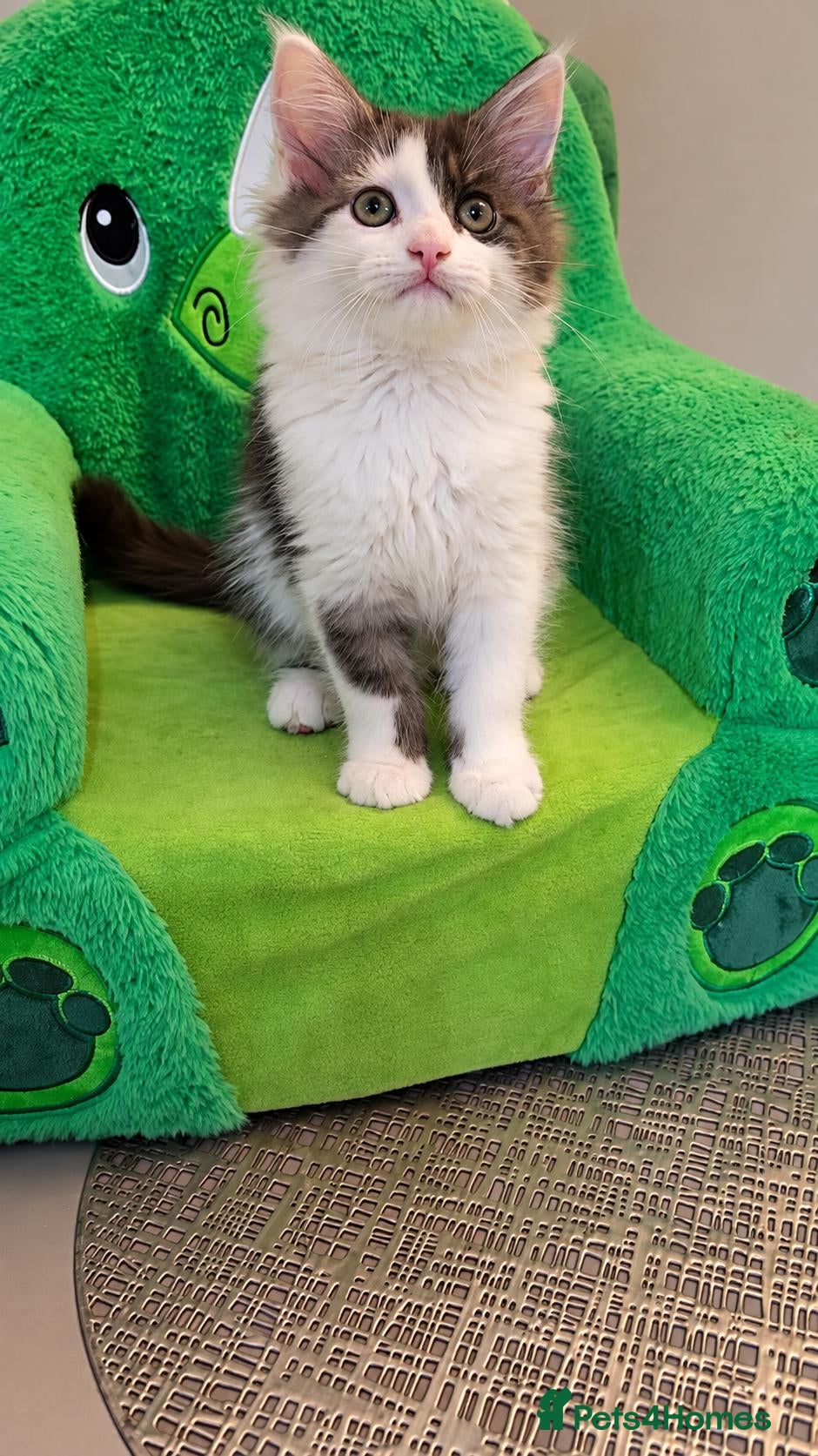 Maine Coon cats for sale: Maine Coon  - Advert 1