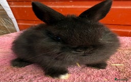Netherland Dwarf rabbits for sale: Young Netherland Dwarfs for sale in Barrow-in-Furness - Image 22