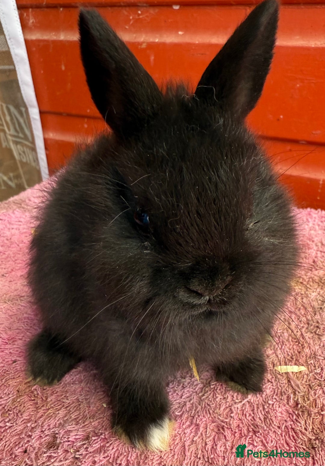 Netherland Dwarf rabbits for sale: Young Netherland Dwarfs for sale in Barrow-in-Furness - Image 22