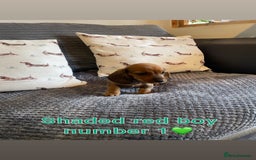 Miniature Dachshund dogs for sale: Male miniature dachshund puppies need homes❤️🐾 - Image 6