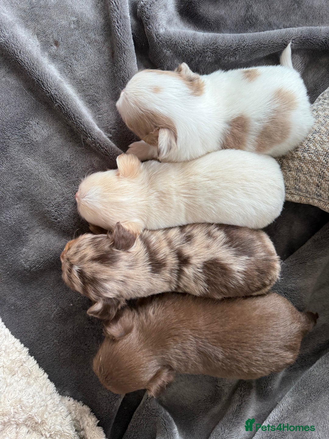 Chihuahua dogs for sale: Long hair chihuahua puppies  - Image 6