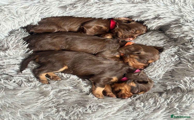 Cocker Spaniel dogs - Advert 10