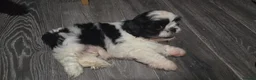 Shih Tzu dogs for sale: Shih tzu - Advert 2