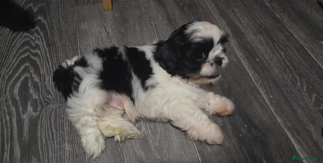 Shih Tzu dogs for sale: Shih tzu - Advert 2