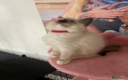 Ragdoll cats for sale: 💙1 stunning Ragdoll boy available 💙 - Image 27