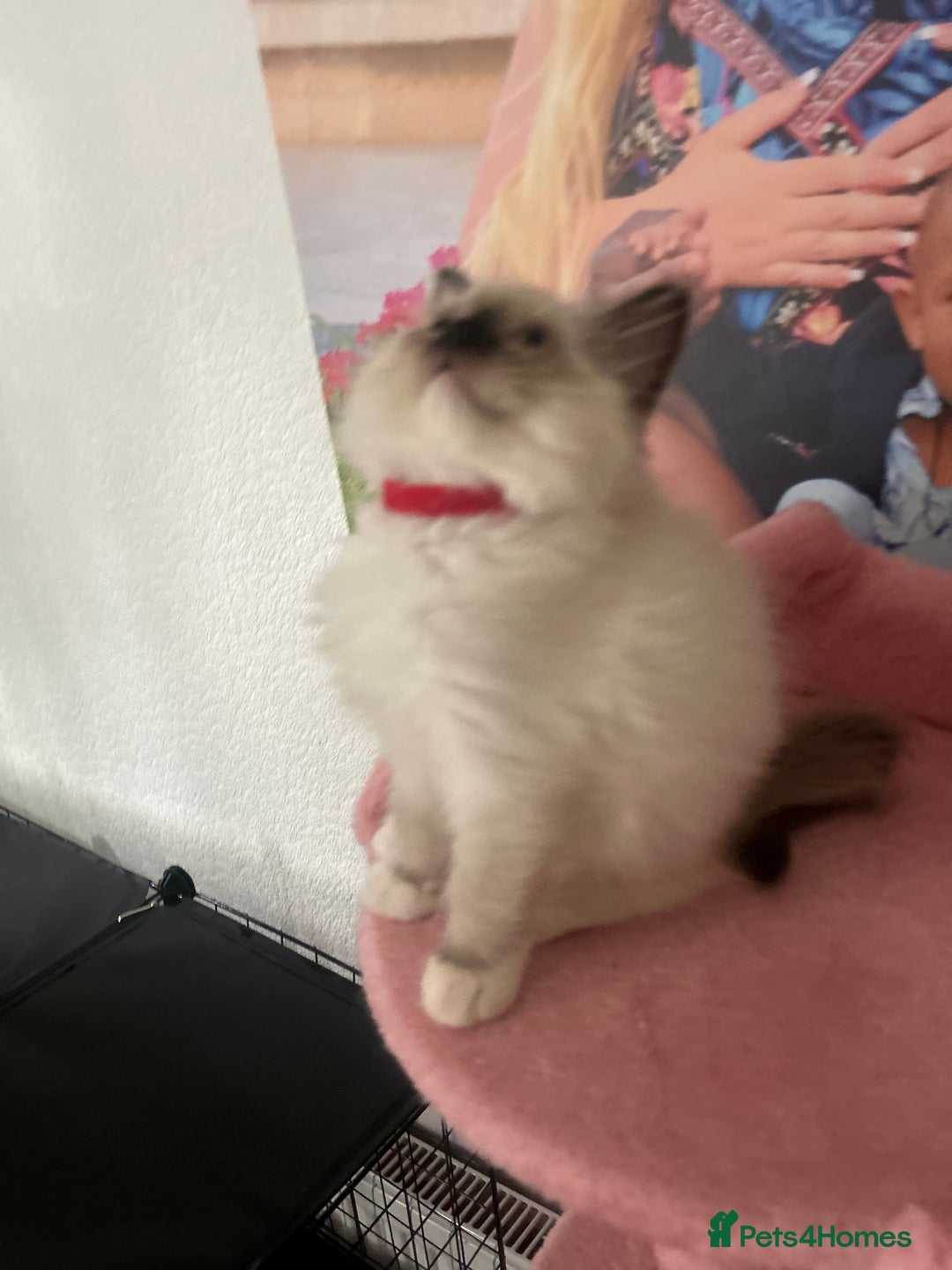 Ragdoll cats for sale: 💙1 stunning Ragdoll boy available 💙 - Image 27