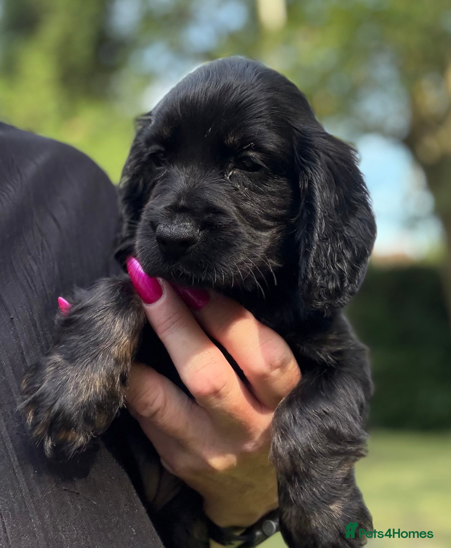 Cocker Spaniel dogs Show type cocker spaniels  - Advert 6