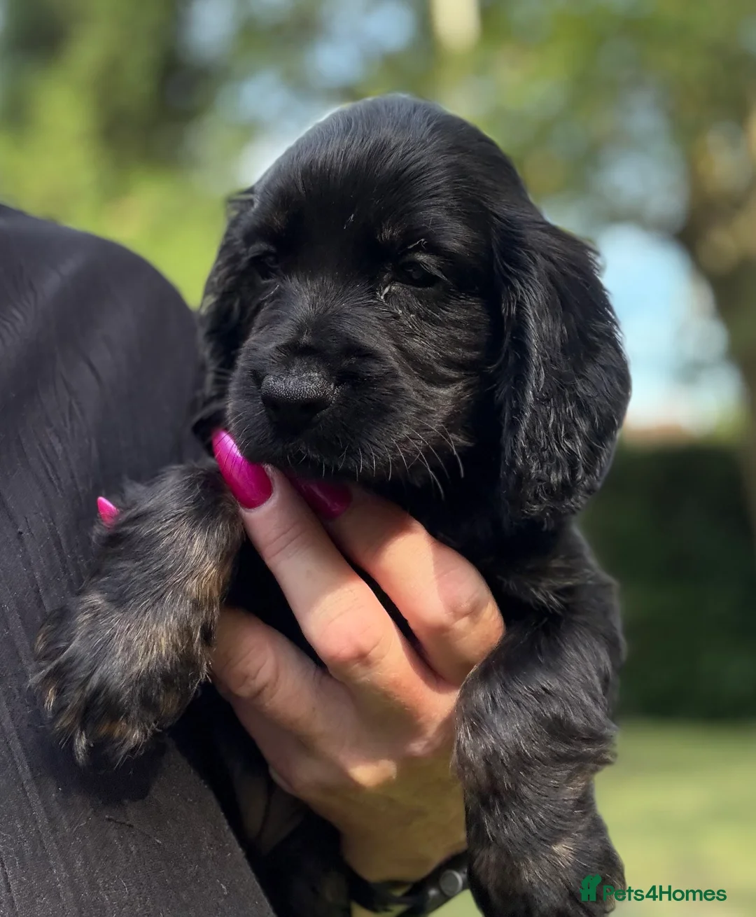 Cocker Spaniel dogs for sale: Show type cocker spaniels  - Advert 1
