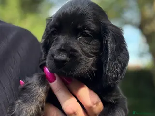 Cocker Spaniel dogs Show type cocker spaniels - Advert 3