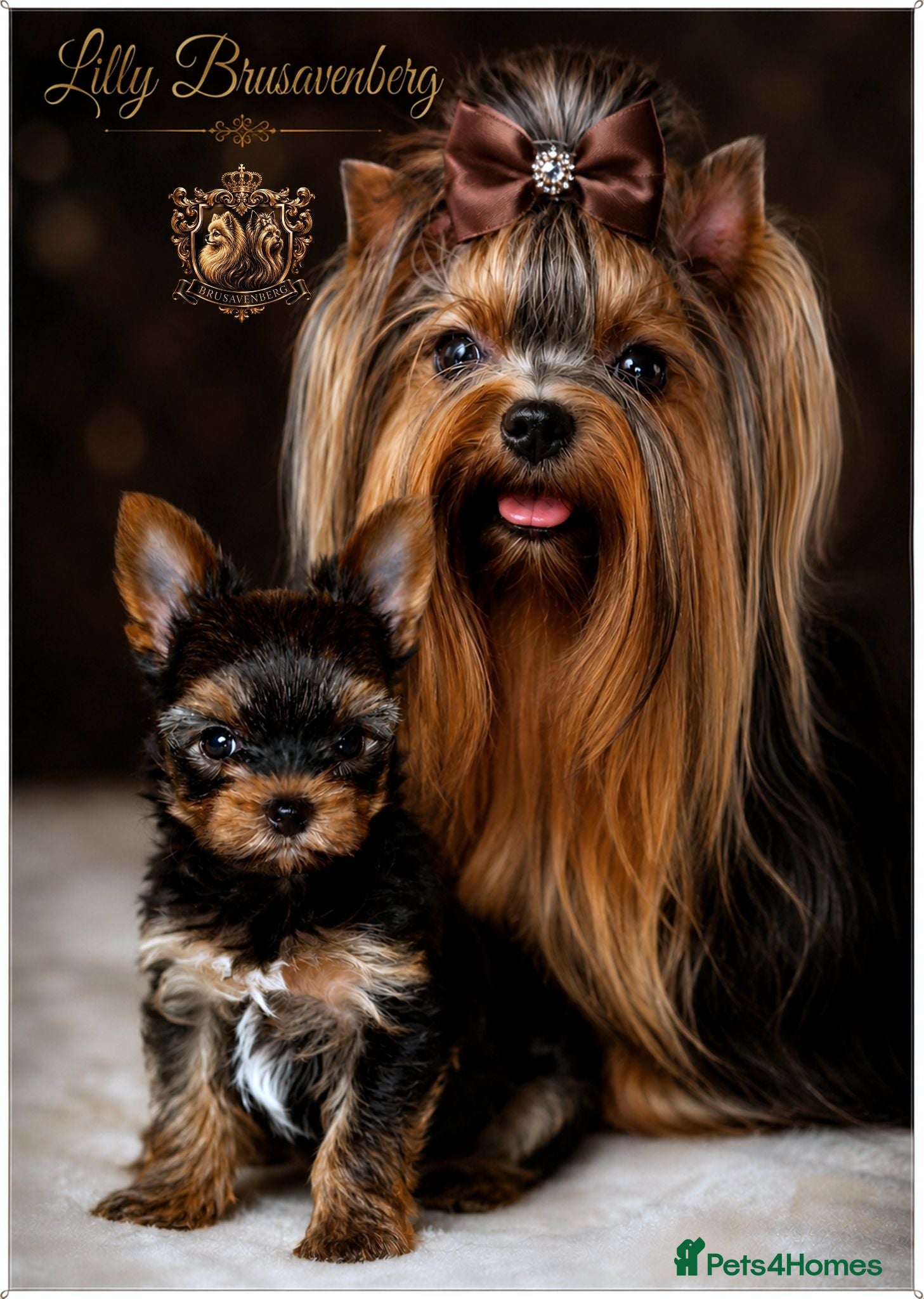 Yorkshire Terrier dogs BABY FACE MINIATURE YORKSHIRE TERRIERS KC DNA - Advert 3