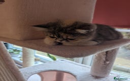 Exotic cats for sale: Beautiful exotic tourtie and white girl  - Image 14