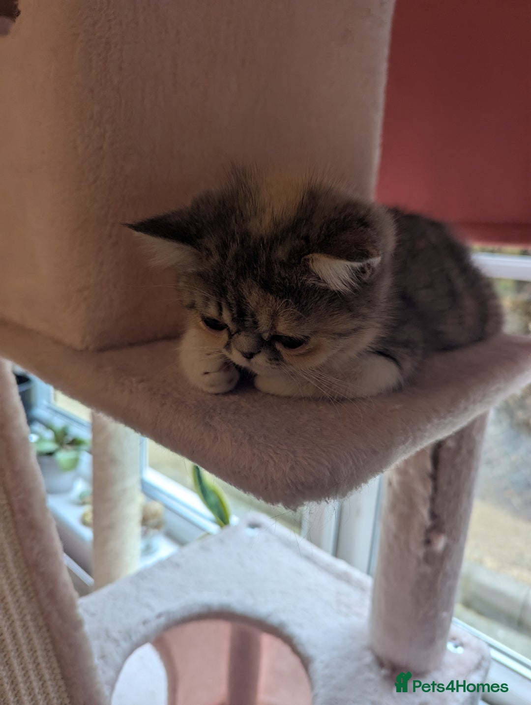 Exotic cats for sale: Beautiful exotic tourtie and white girl  - Image 14