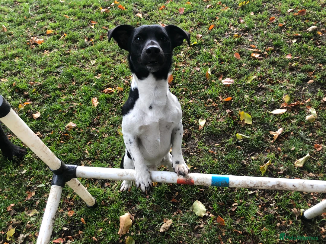 Jack Russell dogs for stud: Jack Russell For Stud - Advert 6