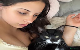 Mixed Breed cats for sale: Mum & Son for Adoption  - Image 3