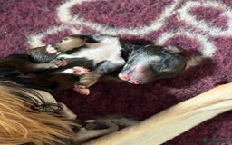 Saluki dogs for sale: Beautiful Saluki  - Image 6