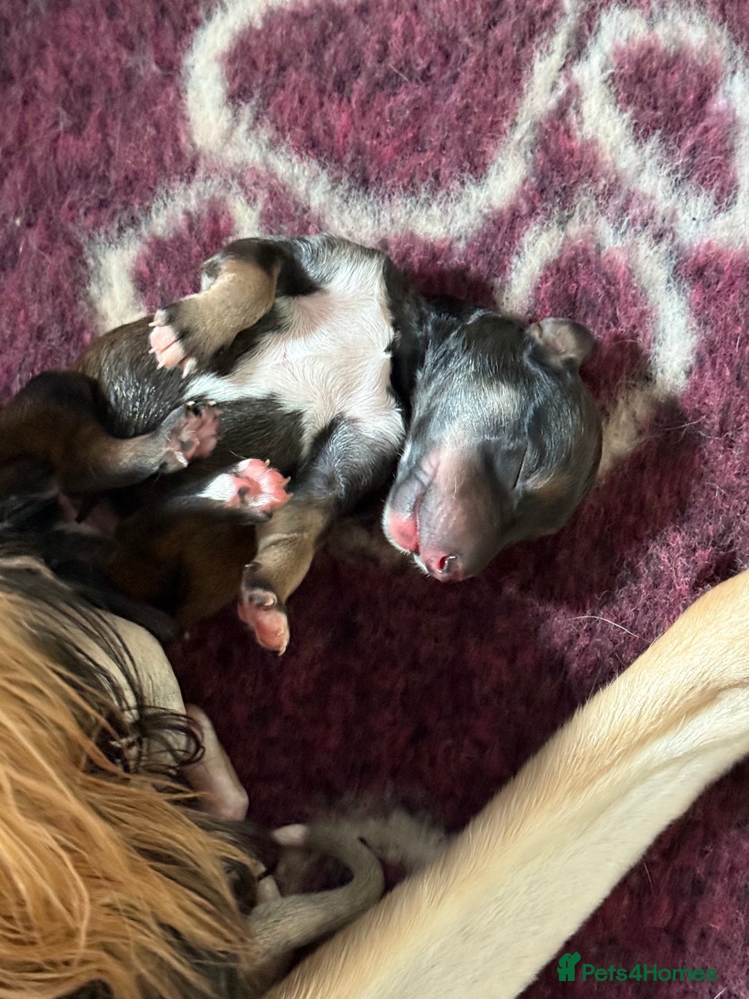 Saluki dogs for sale: Beautiful Saluki  - Image 6