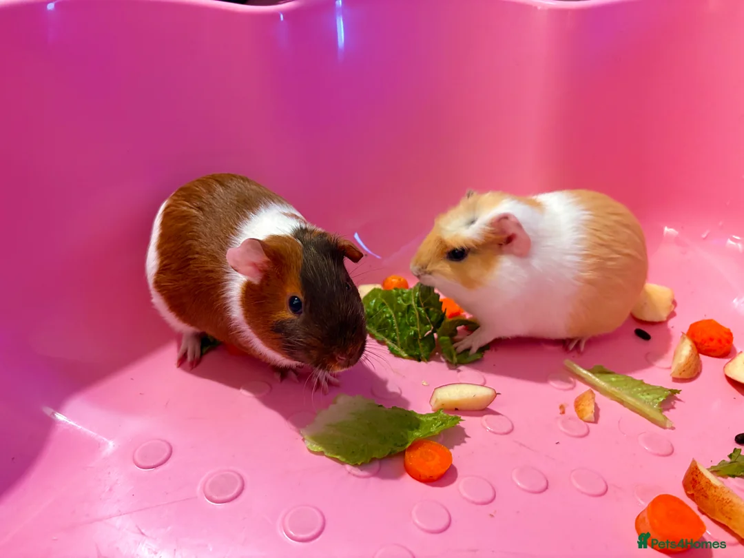 Guinea Pig rodents for sale: F GP’s + Cage & Large Hutch in Colchester - Advert 1