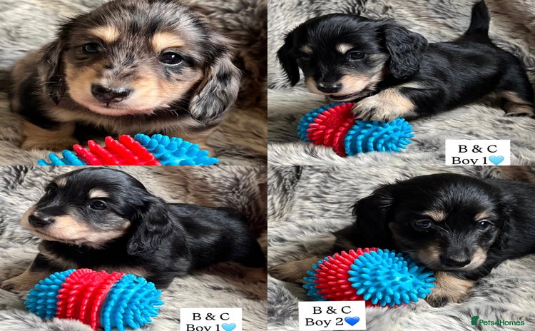 Miniature Dachshund dogs - Advert 1