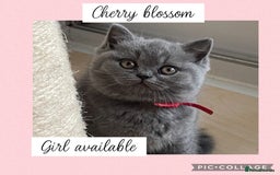 British Shorthair cats for sale: 🌸 Champion GCCF British Shorthair’s 🌸 - Image 12