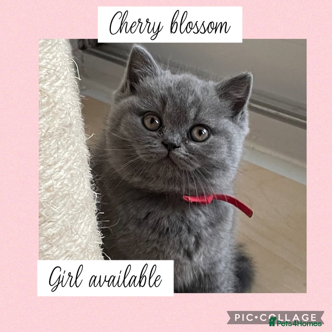 British Shorthair cats for sale: 🌸 Champion GCCF British Shorthair’s 🌸 - Image 12