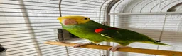 Parrots birds for sale: Yellow Headed Amazon in Stoke-on-Trent - Advert 7