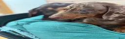 Dachshund dogs for sale: Sold!  Lovely Dachshunds!  - Advert 30