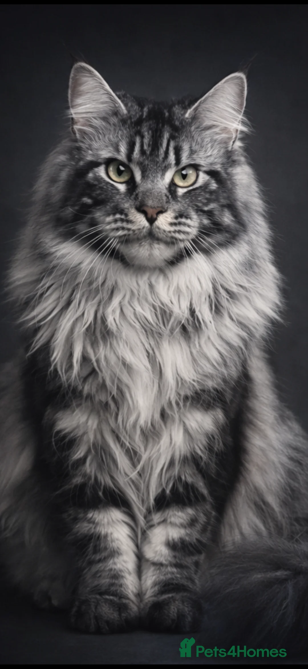 Maine Coon cats for stud: Stunning Maine coon studs available  - Advert 2