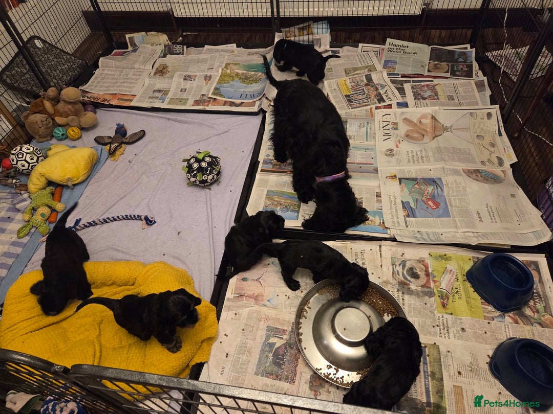 Cocker Spaniel dogs for sale: English Show Cocker Spaniel puppies from home - Advert 7