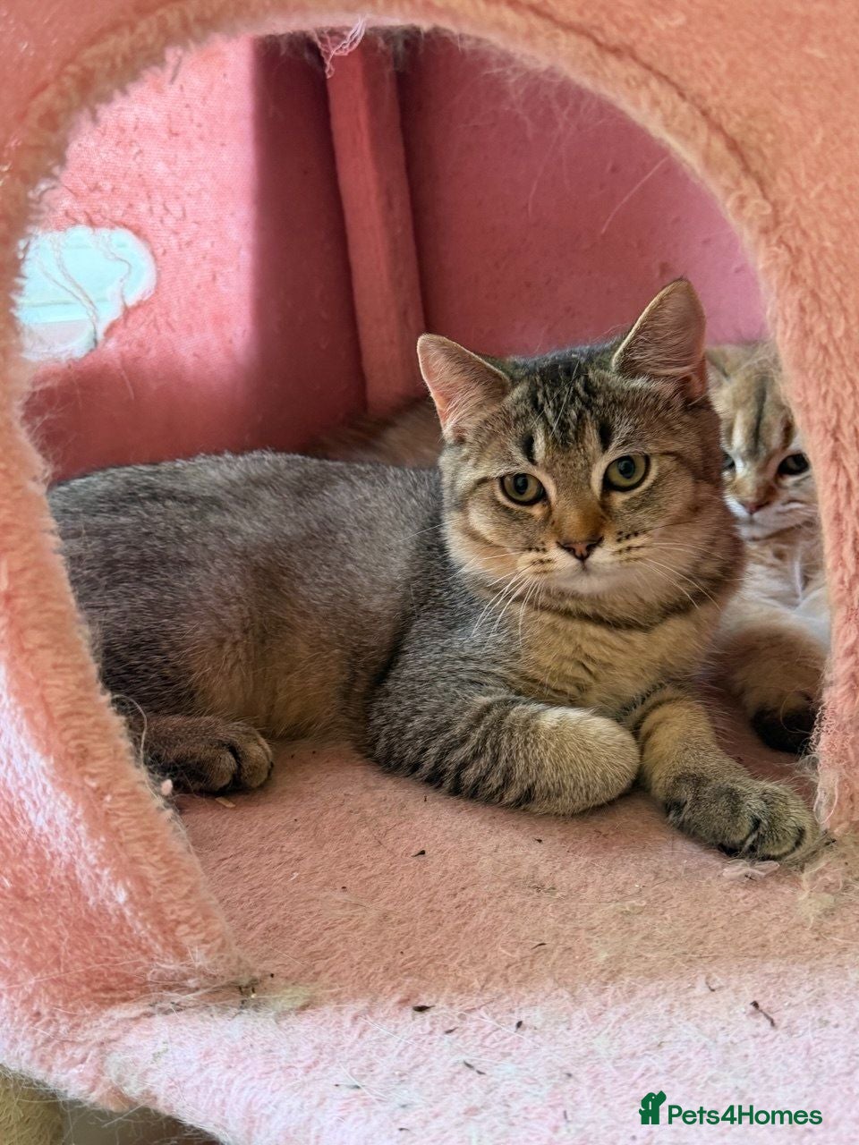 British Longhair cats Beautiful British Shorthair Tabby Kitten - Advert 5